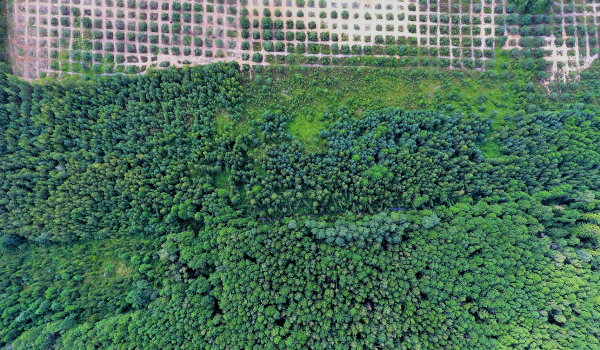 ЛЕСНОЕ ХОЗЯЙСТВО